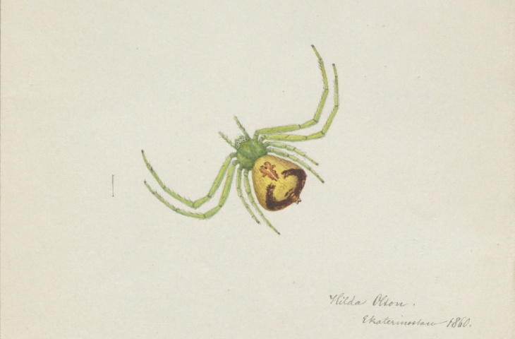 Hilda Olson Hämähäkki (Ebrechtella tricuspidata) 1860 Luonnontieteellinen keskuskusmuseo, Helsingin yliopisto lowres vaaka Hilda Olson Hämähäkki (Ebrechtella tricuspidata) 1860 Luonnontieteellinen keskuskusmuseo, Helsingin yliopisto lowres vaaka