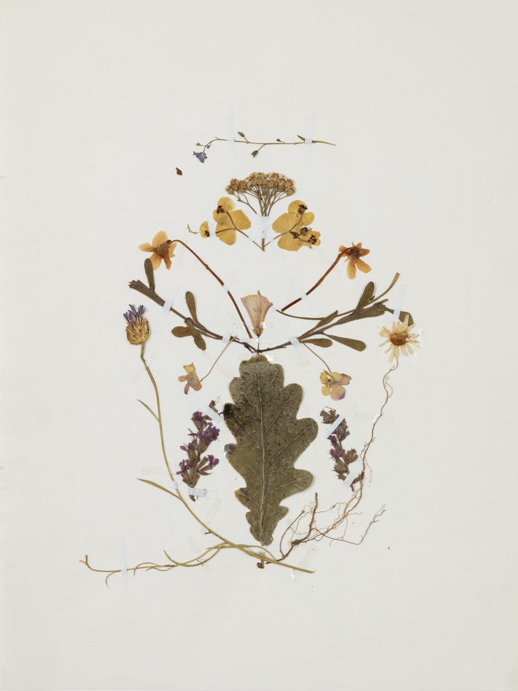 Terhi Heino, Kasvipiirustuksia, 2021. Kuva Jefune Gimpel Terhi Heino, Kasvipiirustuksia, 2021. Kuva Jefune Gimpel